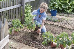 Plant tomatoes and marigolds in an organic garden bed