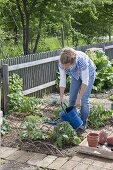 Plant tomatoes and marigolds in an organic garden bed