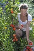 Plant tomatoes and marigolds in an organic garden bed