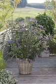 Buddleja Buzz 'Violet' in the basket