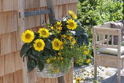 Korb mit Helianthus (Sonnenblumen) und Tagetes tenuifolia