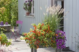 Autumn-planted box for privacy