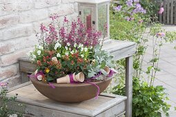 Rust bowl autumnal planted with Daboecia (Irish bell heather)