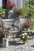 Töpfe mit roten und weissen Pelargonium (Geranien), Pennisetum rubrum