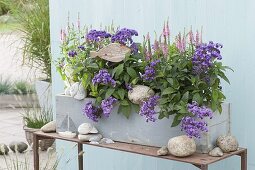 Wooden box with heliotropium (vanilla flowers) and Veronica spicata