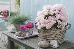 Antirrhinum 'Twinny Appleblossom' (Löwenmäulchen)