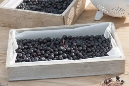 Black berries of aronia-apple-berry to dry