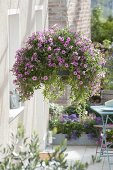 Hanging basket with Petunia 'Flamingo' (petunia)