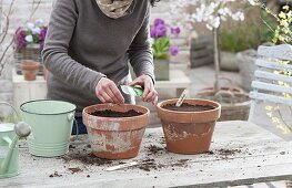 Broccoli growing in clay pots