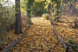 Herbstlicher Waldweg mit Herbstlaub