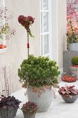 Pinus mugo mughus (mountain pine) in gray tub with heart