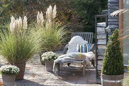 Herbst-Terrasse mit Gräsern : Cortaderia selloana (Pampasgras) in Koerben