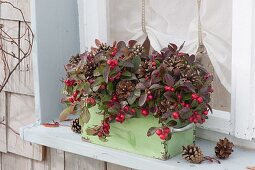 Alte Schublade am Fenster bepflanzt mit Gaultheria procumbens