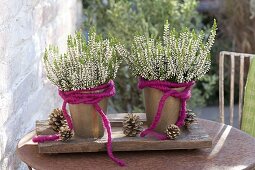 Calluna vulgaris Garden Girls 'Alisa' (Knospenheide) mit pinker Wollschnur