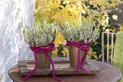 Calluna vulgaris Garden Girls 'Alisa' (Knospenheide) mit pinker Wollschnur