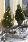 Picea glauca 'Conica' festively decorated