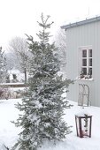 Abies koreana (Koreatanne) an verschneiter Terrasse