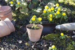 Eranthis hyemalis (Winterlinge) ausgraben und in Terracotta-Töpfe setzen