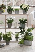 Shelf with white plants as a room divider
