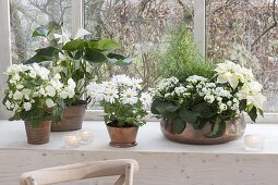 White houseplants in copper containers by the window