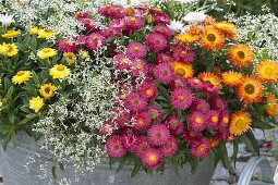 Old zinc tub planted with Bracteantha 'Red Purple' 'Sunbrella Orange'