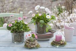 Tischdeko mit Bellis perennis ‘Tasso Strawberries & Cream’