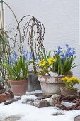 Spring awakening: Eranthis (winter bulbs), Scilla (blue star)
