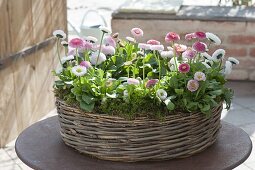 Bellis perennis ‘Tasso Strawberries & Cream’ (Tausendschön)