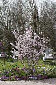 Prunus sargentii 'Accolade' (Frühe Zierkirsche)