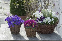 Spring in baskets: Aubrieta, Primula acaulis