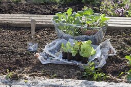 Young cabbage and salad plants for planting