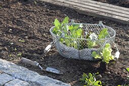Jungpflanzen von Kohlrabi (Brassica) und Salat (Lactuca) zum Einpflanzen
