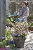 Prunus incisa 'February pink' with Bellis