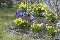 Frühlingserwachen in blau-gelb