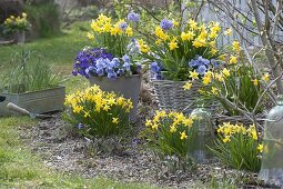 Frühlingserwachen in blau-gelb