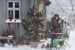 Pinus (pine) as a living Christmas tree with cones