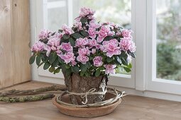 Rhododendron simsii 'Doberlug' (Zimmerazalee),