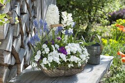 Basket with Viola cornuta Callisto 'White', Primula