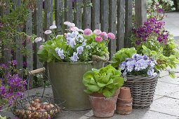 Arrangement with bellis (daisy), viola cornuta (horned violet)