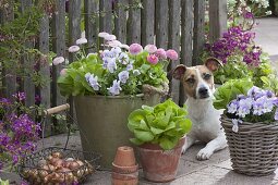 Arrangement with Bellis, Viola cornuta