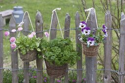 Körbchen mit Viola wittrockianan (Stiefmütterchen), Petersilie