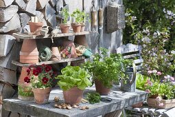 Planting table with Viola cornuta 'Red Blotch' (horned violet), salad