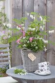 Dicentra spectabilis in pink and white with woodruff