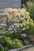 Rhododendron luteum 'Daviesii' (Gartenazalee)