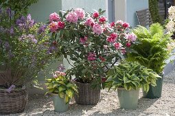 Hauseingang mit Rhododendron und Funkien