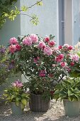 Hauseingang mit Rhododendron und Funkien