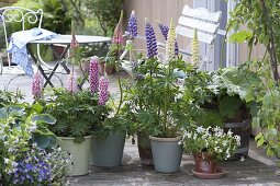 Terrasse mit Lupinen in Toepfen