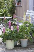 Terrasse mit Lupinen in Toepfen