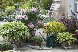 Hosta sieboldiana 'Wide Brim', Rhododendron