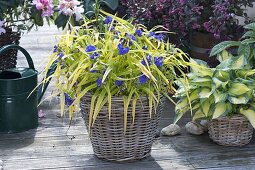 Tradescantia X andersoniana 'Sweet Kate' Gold